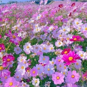 Meet your Posher, Sue